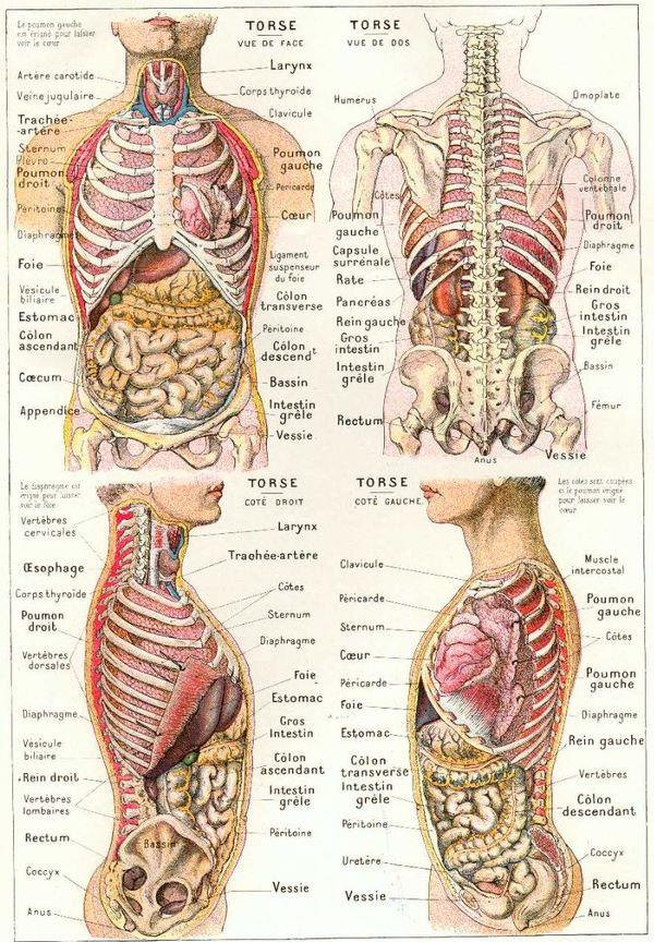  Cours d'Anatomie